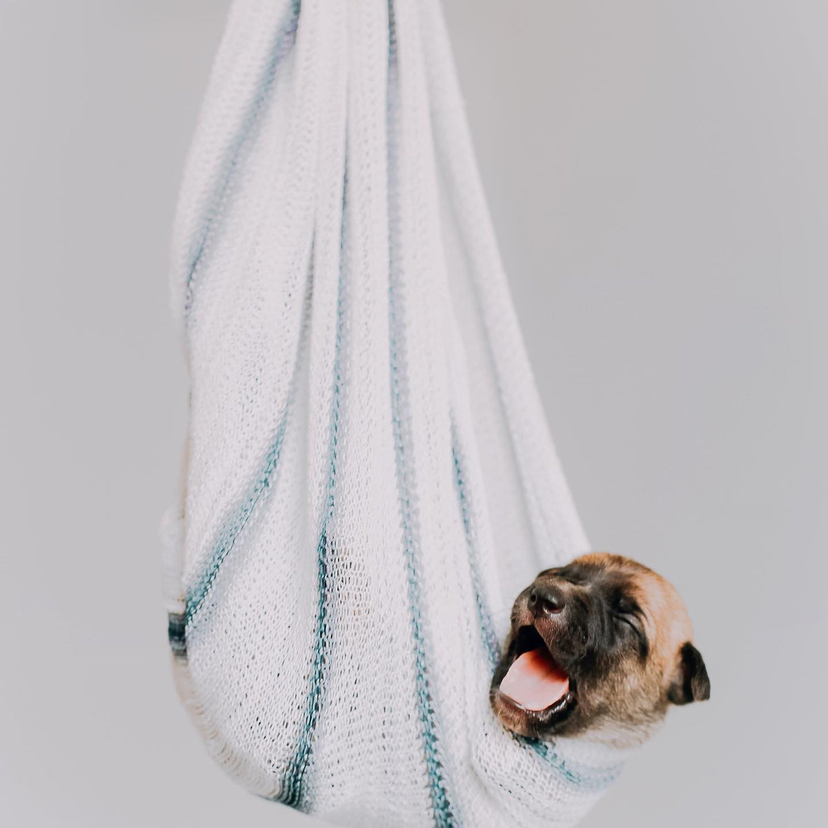 Affordable quality pet products